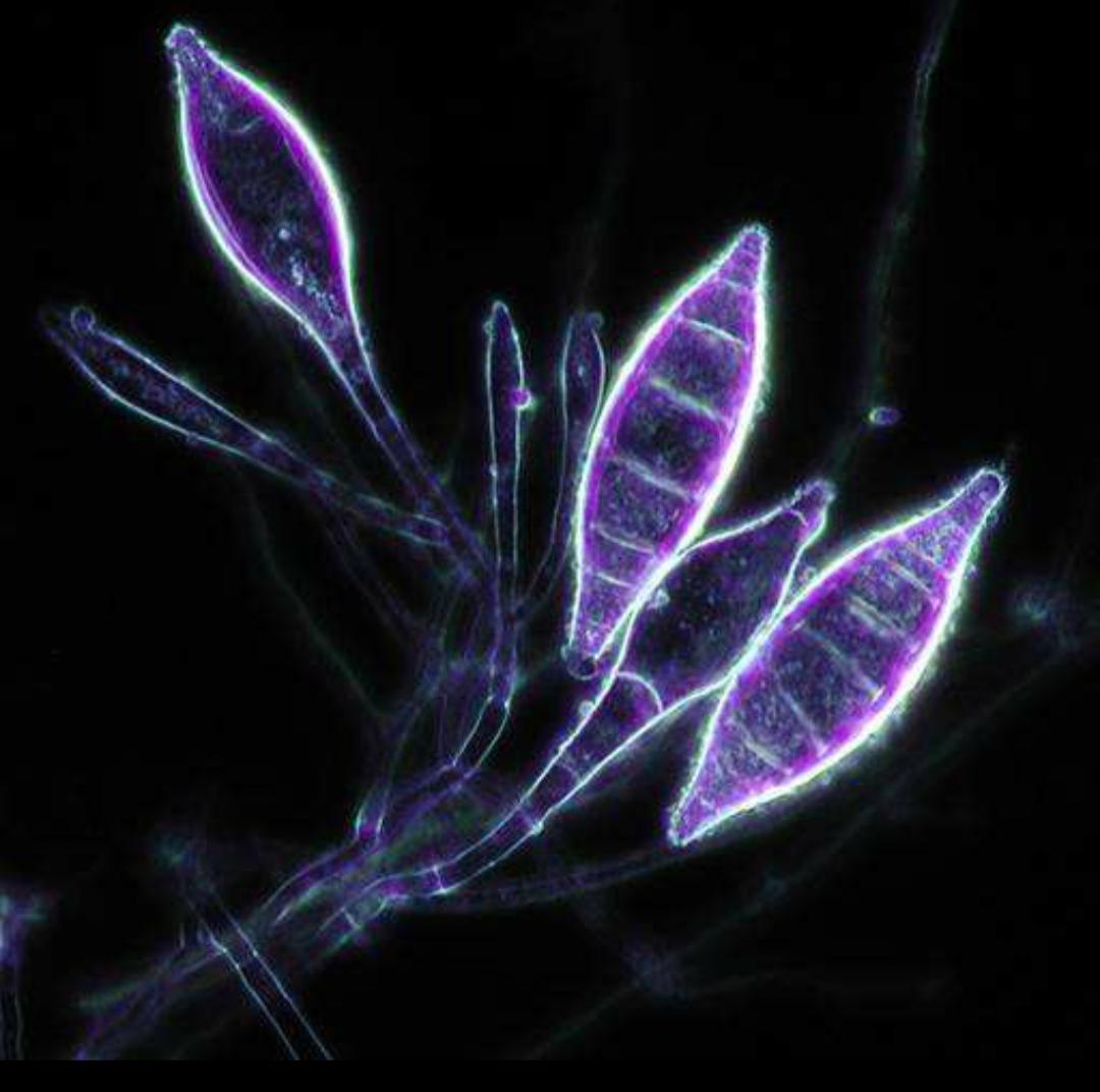 辟谣猫感染冠状病毒,辟谣猫咪谣言