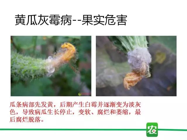 灰霉病视频图片,葡萄灰霉病和草莓灰霉病