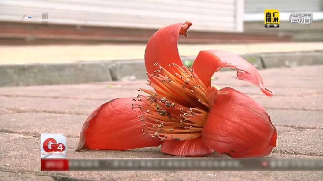 春天煲什么汤清热最好吃,夏季必不可少的广东靓汤清热润肺