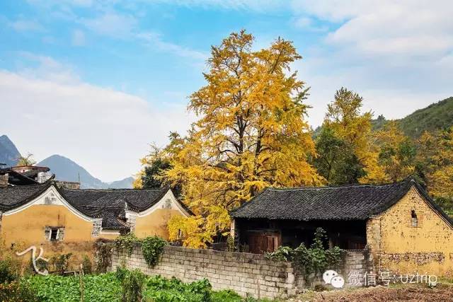 桂林兴安漠川银杏最佳观赏时间,桂林兴安漠川银杏网红打卡地