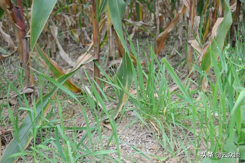小麦粉霉病,小麦黑粉病用什么农药