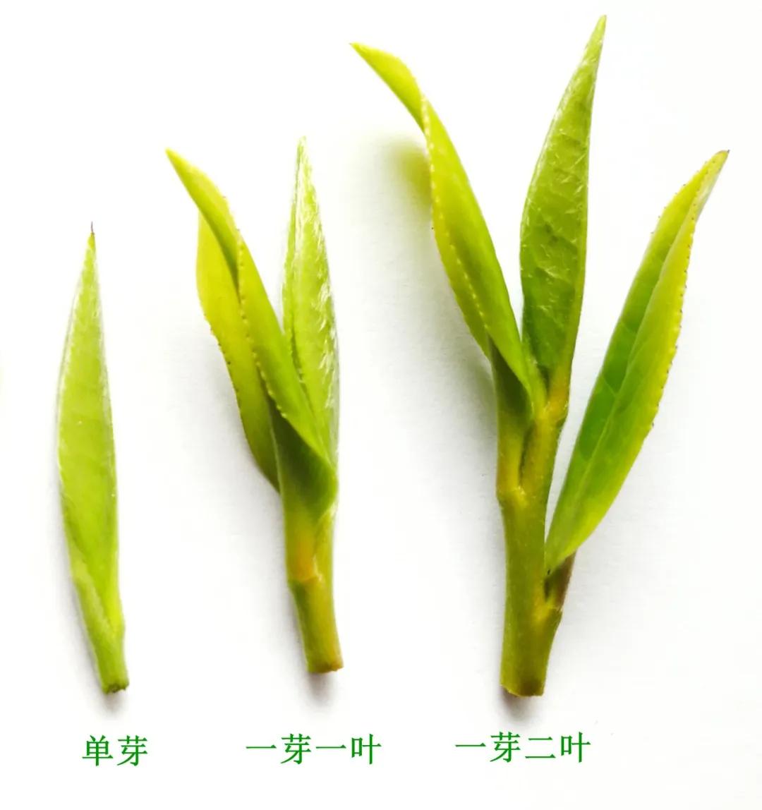 茶知识茶叶采摘推荐,手工采摘茶叶多少钱1斤