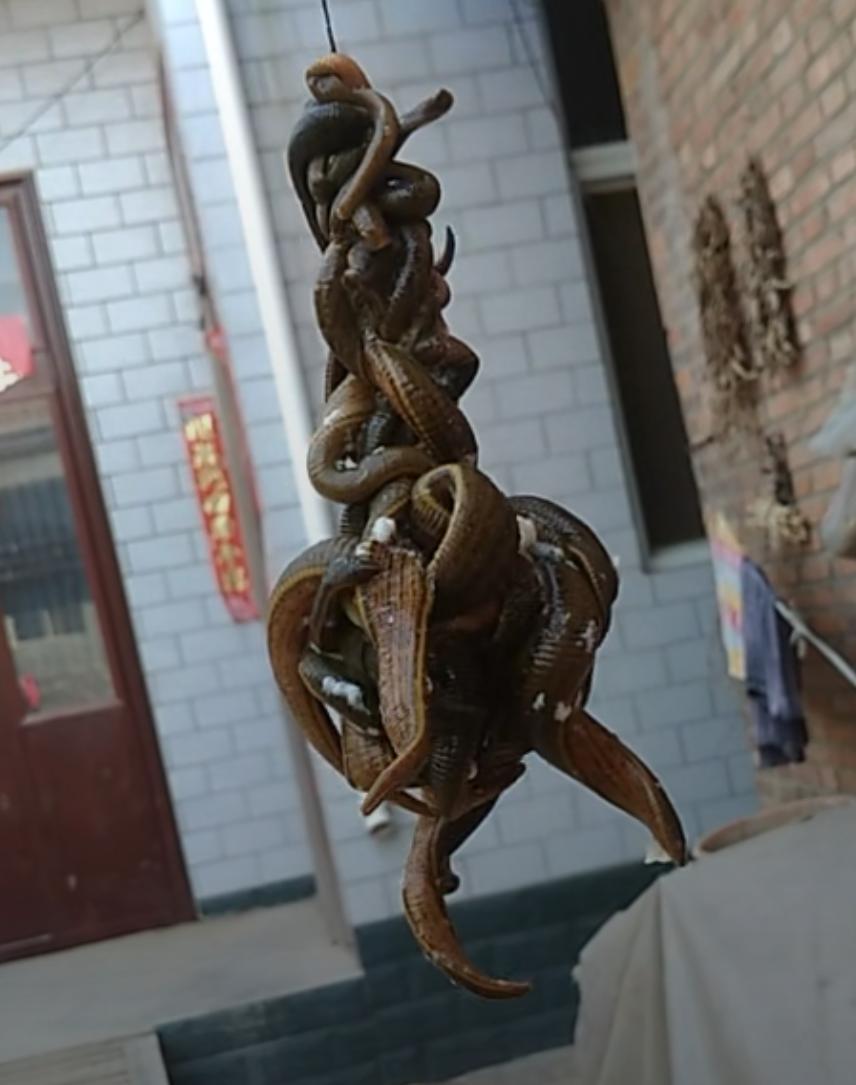 水蛭挣钱,水蛭能致富吗