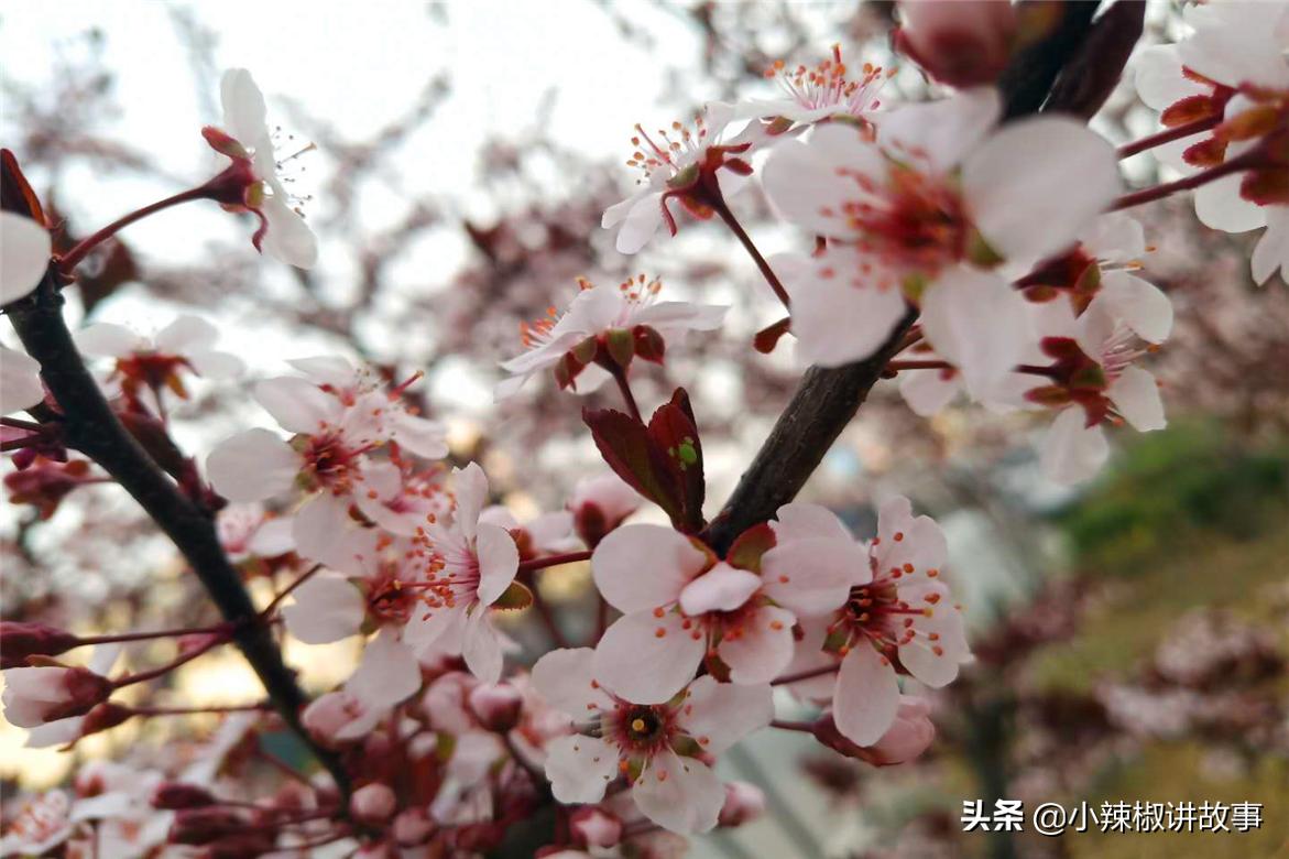 故事：朱迪消失不见，史莱姆主动帮忙，赫本很感动