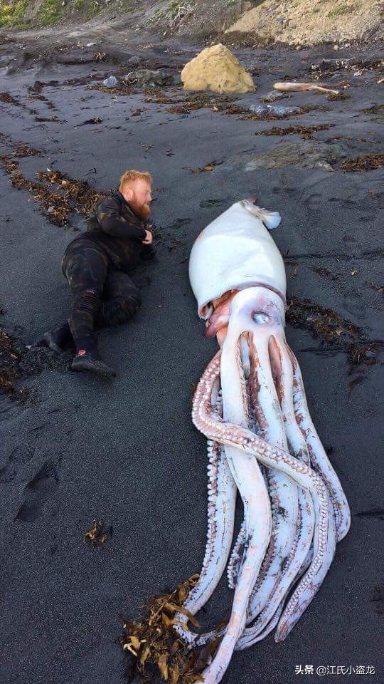 恐怖海怪大王乌贼,只有大王乌贼是海怪吗