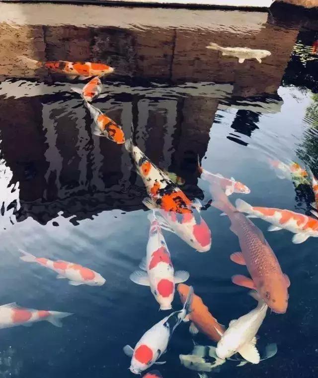 庭院锦鲤鱼池过滤改造,小院锦鲤鱼池建造过程