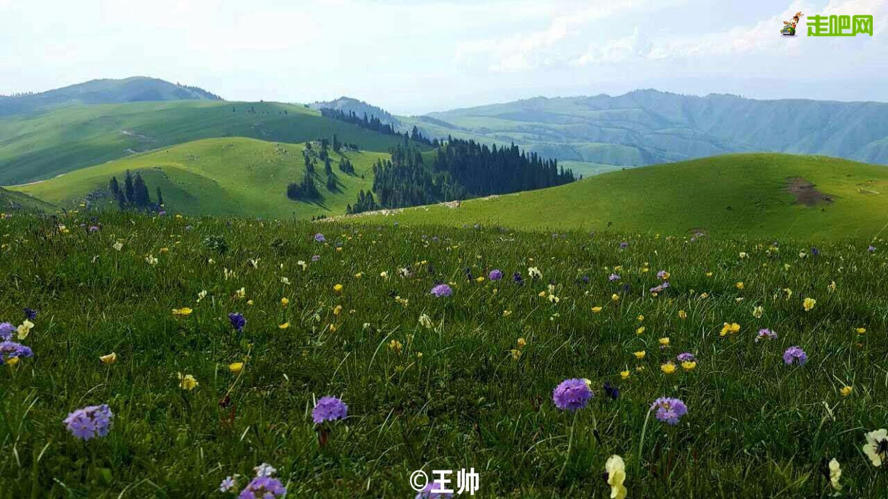 梵高画不出的向日葵,梵高画中的风景