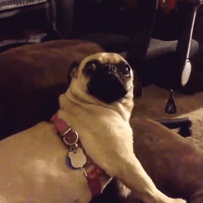 狗狗干眼症,狗狗干眼症导致双眼失明能治好吗