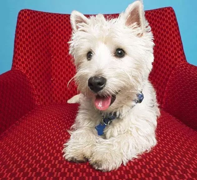 45只名犬排行,45种名犬您都认识吗