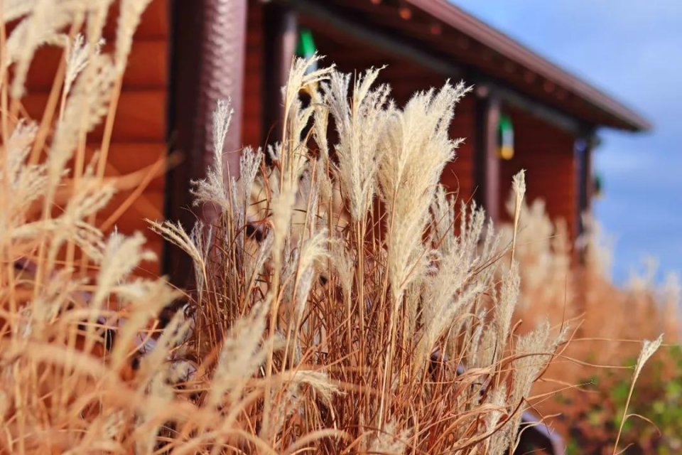 去加拿大旅行一定要买这个回国