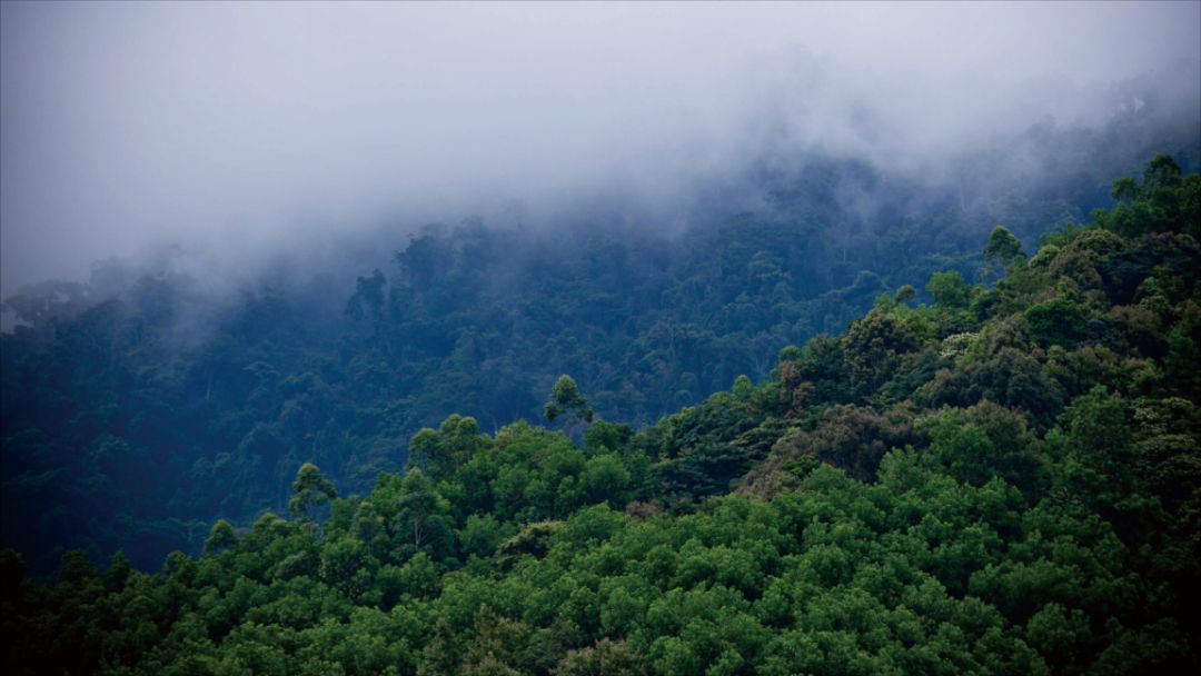 海南的优美环境,海南的环境美吗