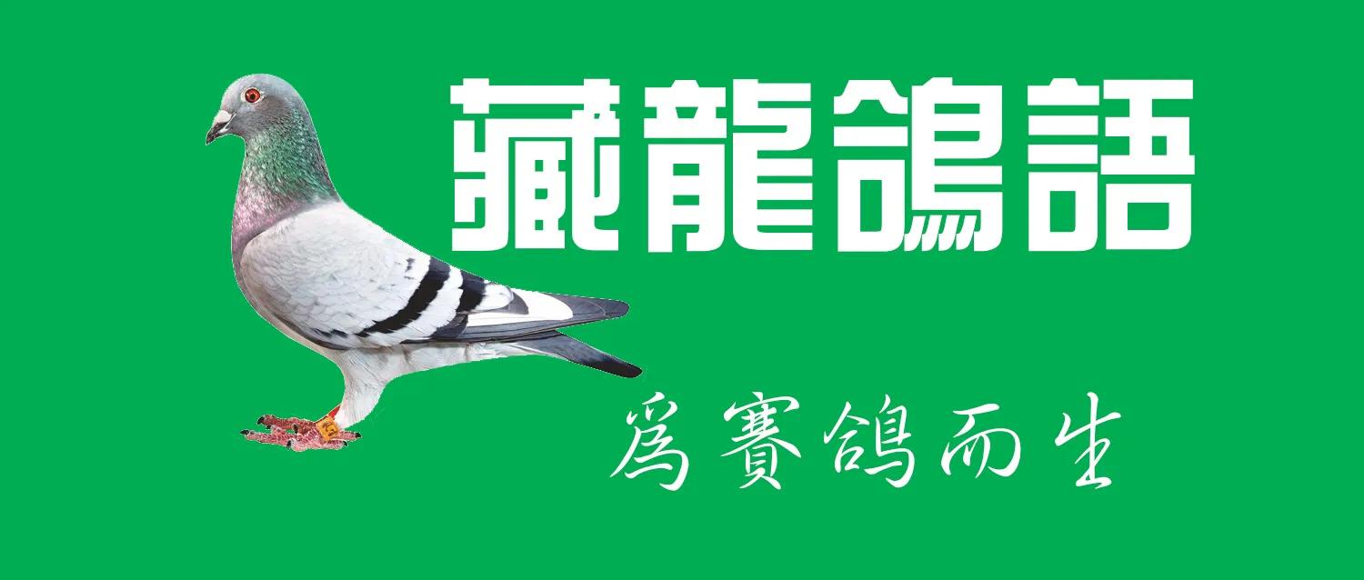 鸽舍的日常管理,鸽子搬新鸽舍有什么需要注意的