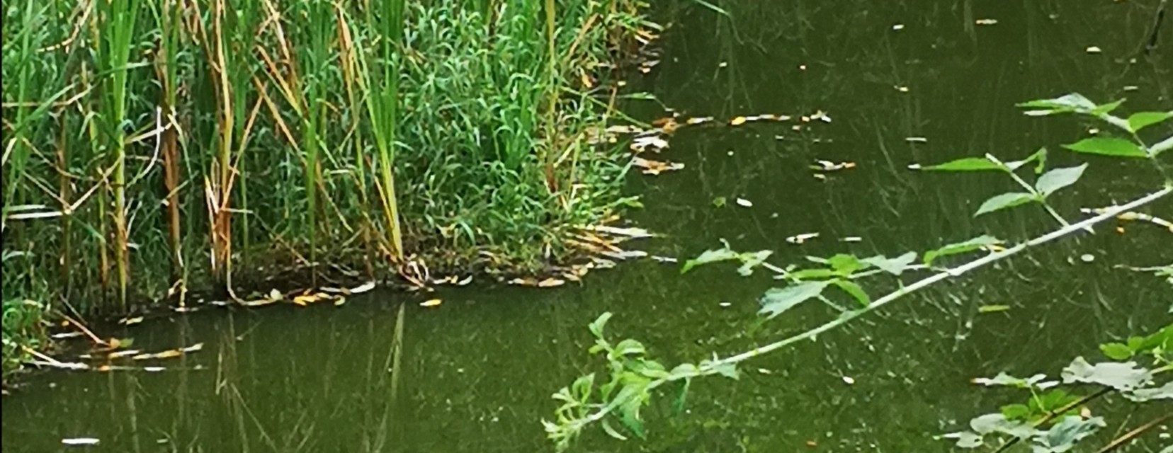 #为什么双河镇无河，木根铺却有根#