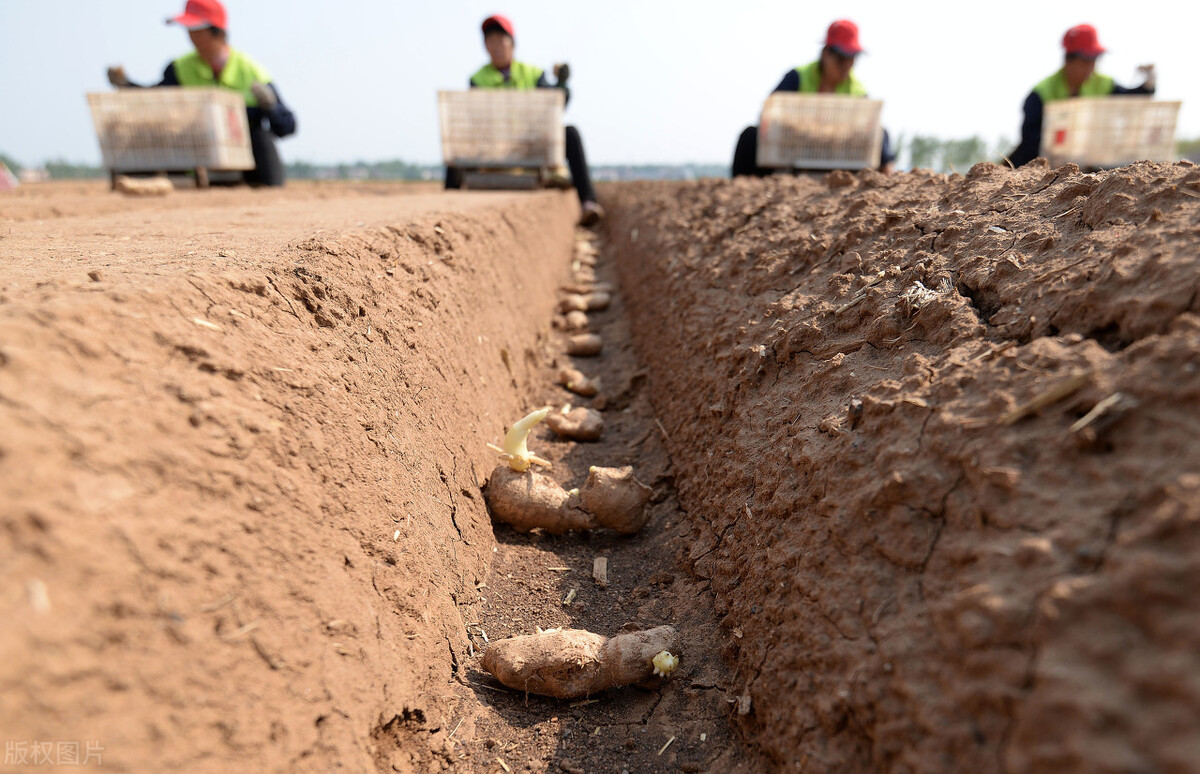 生姜从选种到播种如何进行,这才是种植生姜最正确的做法