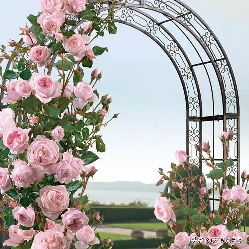 最接近月季花香的香水,以香水名字命名的月季有哪些