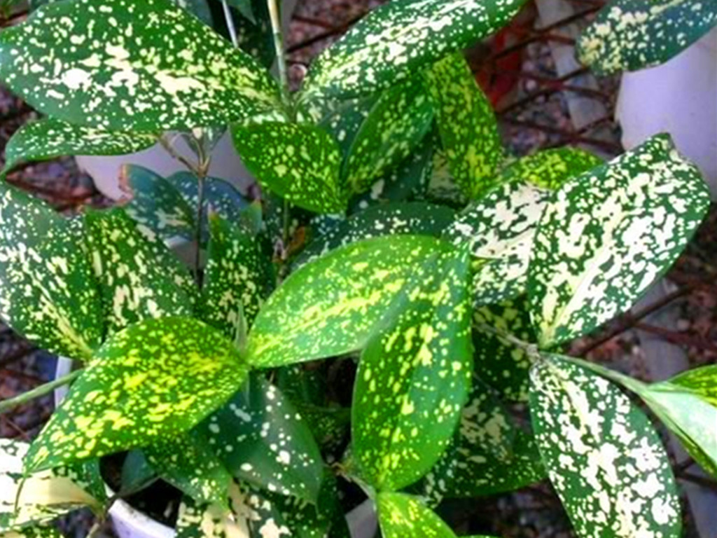 叶片带斑点的植物,3片绿色叶子植物大全