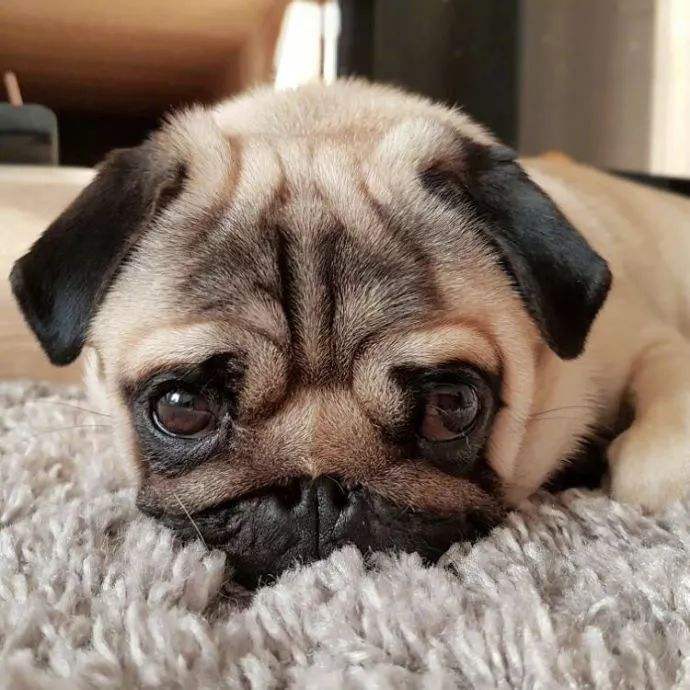 泰迪狗狗挑食不吃狗粮怎么办,狗狗太挑食不肯吃狗粮怎么办