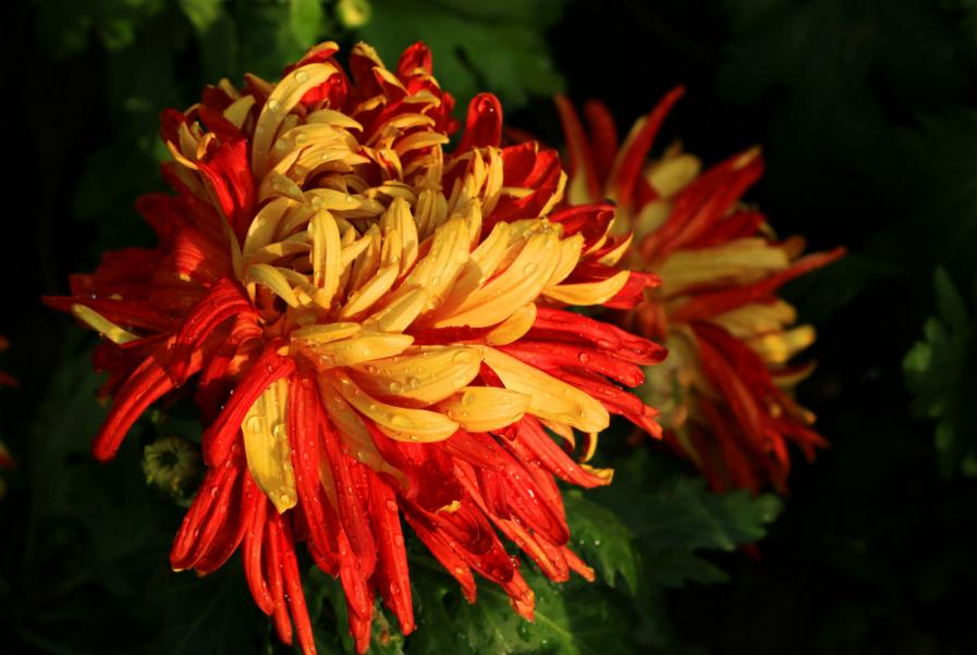 古文探奇室游玩攻略,古文探秘最新全部章节在线阅读