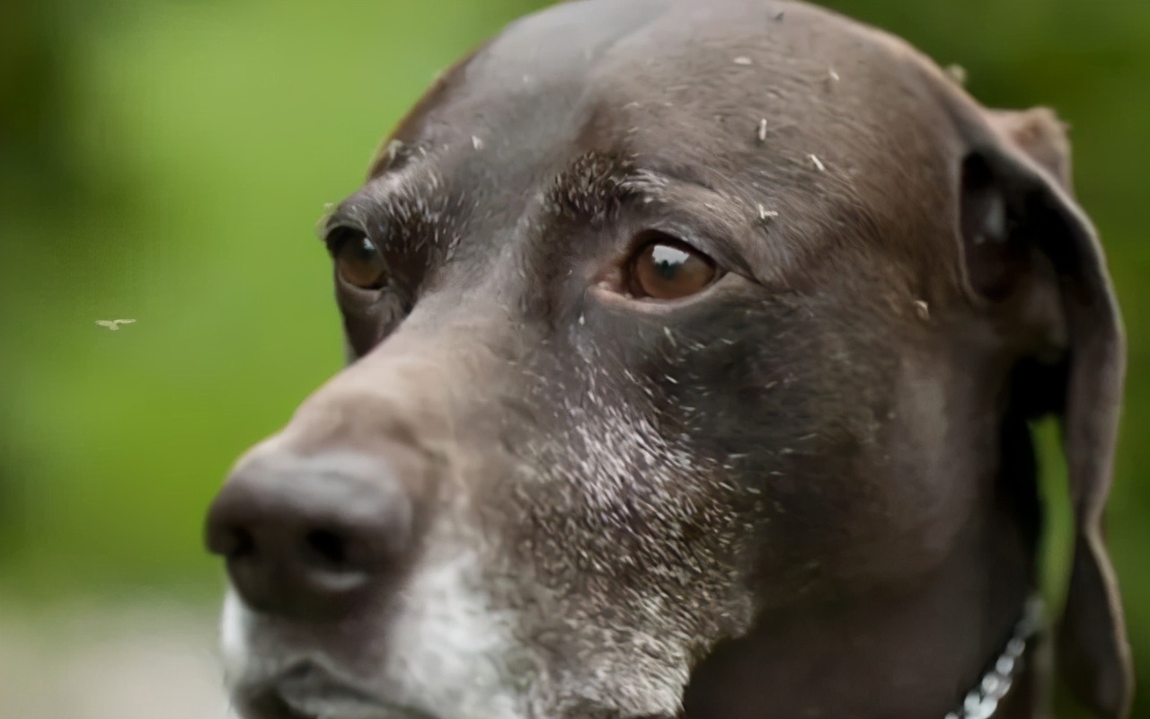 夏天蚊子多怎么给狗驱蚊,宠物用什么方法预防蚊子