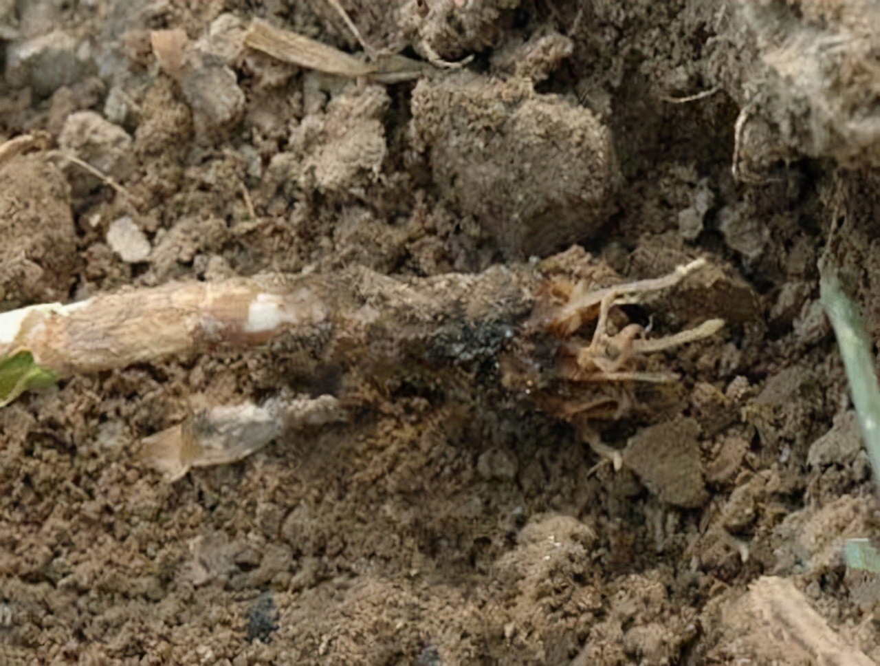 大蒜软腐病应该如何防治?大蒜软腐病防治方法