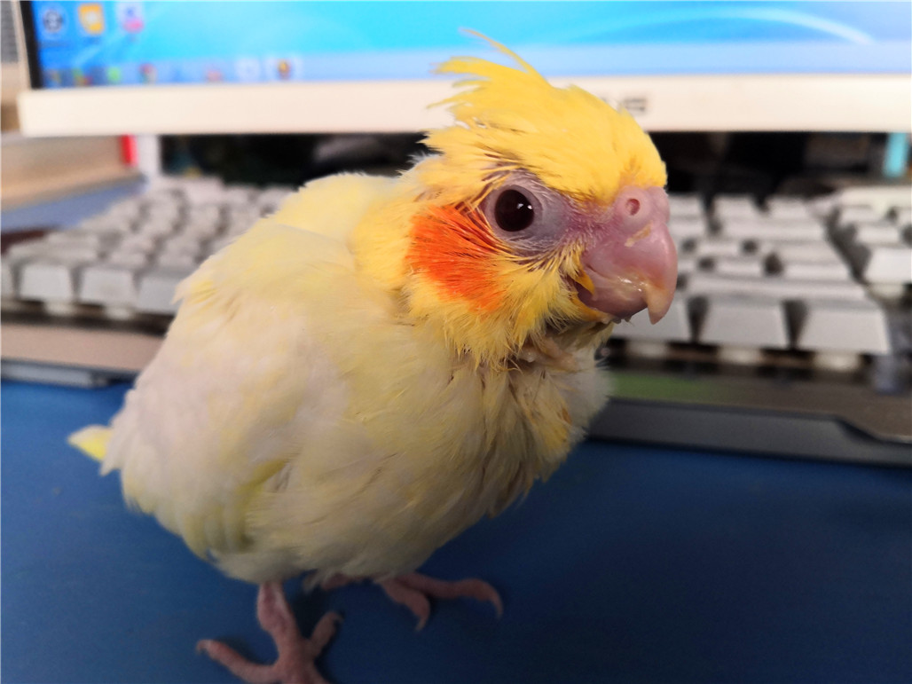 手养玄凤鹦鹉断奶后怎么自己进食,手养玄凤鹦鹉雏鸟多少天断奶