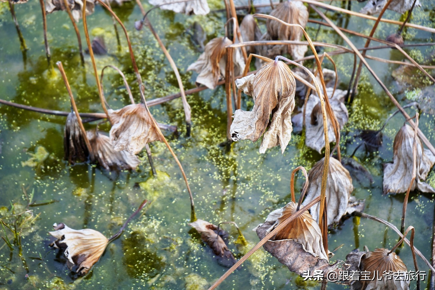南京燕雀湖水杉林,南京秋天水杉林