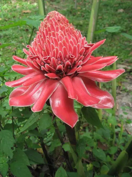 开花形状奇特的植物,一朵花开好久的植物