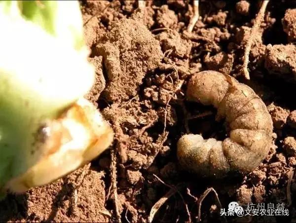 西瓜病虫害防治方法,盆栽西瓜怎么预防虫害