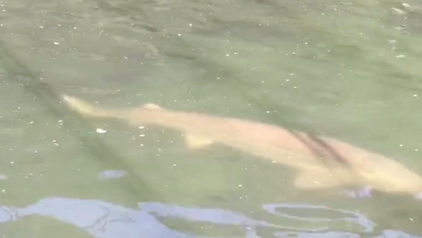 300斤！辽宁一山沟里养出“老鱼王”，体型大到快游不动了