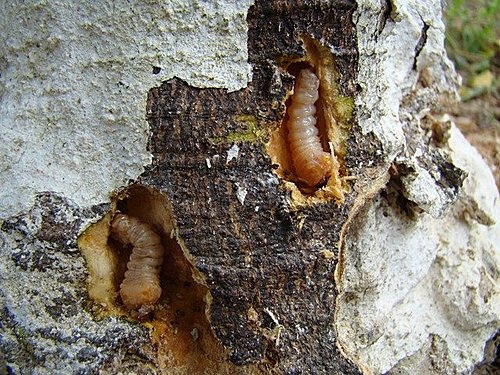 蛀干害虫天牛类的防治措施,蛀干害虫天牛这样防治最有效