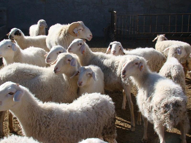 适合穷人养殖创业项目加盟,适合北方穷人养殖创业