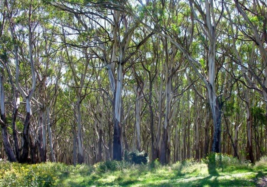 美国巨蟒vs中国巨蟒,中国的巨蟒vs美国的巨蟒