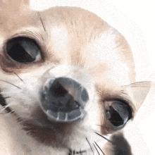 为什么狗鼻子很灵,为什么狗鼻子是凉的