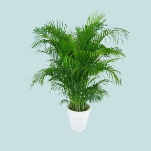 室内养净化空气效果最好的植物,水养植物净化空气无毒