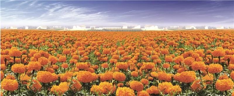 叶黄素是孩子的“黄金眼”,眼黄金叶黄素功效