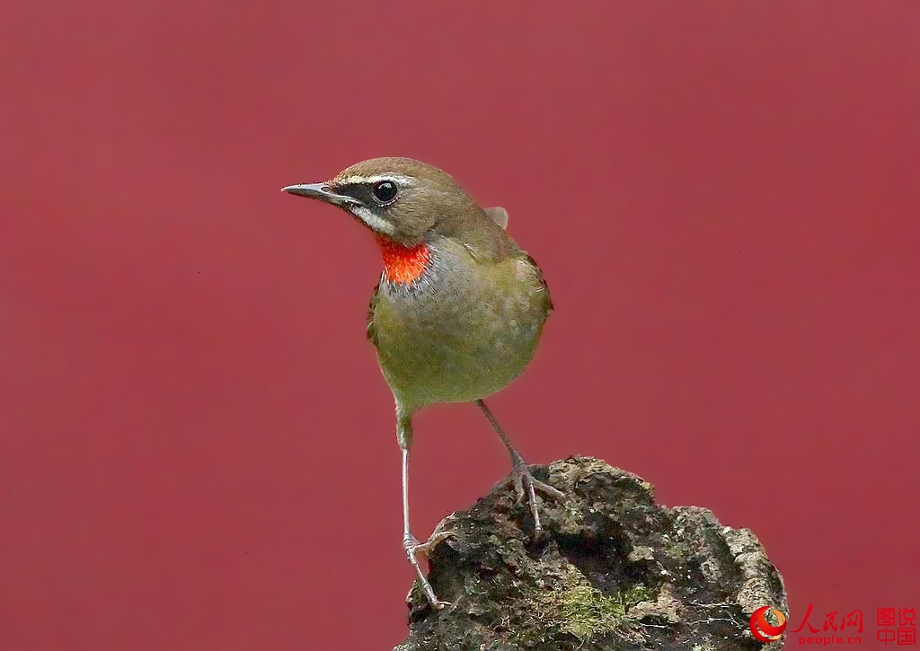 红点颏的饲养换毛技巧,红点颏的饲养方法