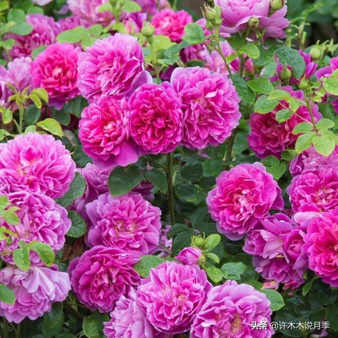 月季有盲枝是什么原因,春天月季全部都是盲芽是什么原因