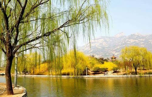 要说春天什么最美丽？那必然是贺知章笔下的柳树，形象又生动