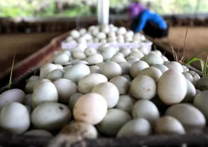 养蛋鸭什么时候控料,蛋鸭怎么养才能提高产蛋率