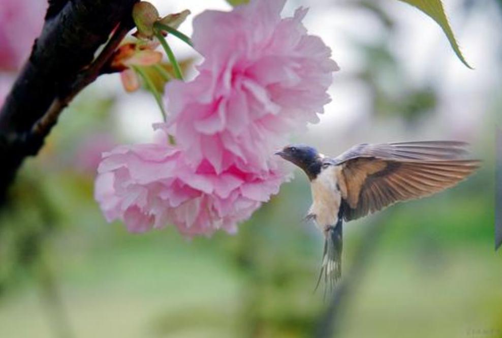 刘禹锡牡丹诗译文及注释,刘禹锡牡丹诗里的京城