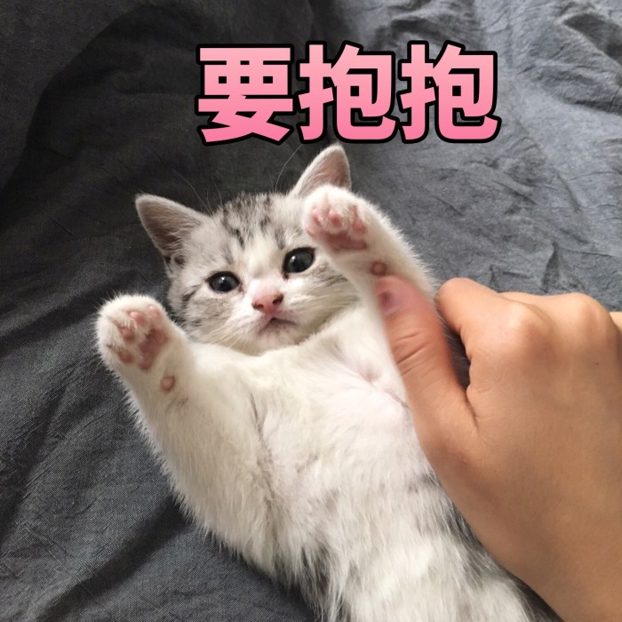 猫咪记仇了怎么化解,我家猫咪超级会掉毛怎么办