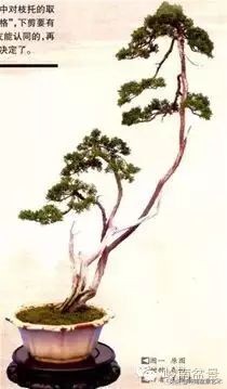 素仁格与文人树，你怎么看？