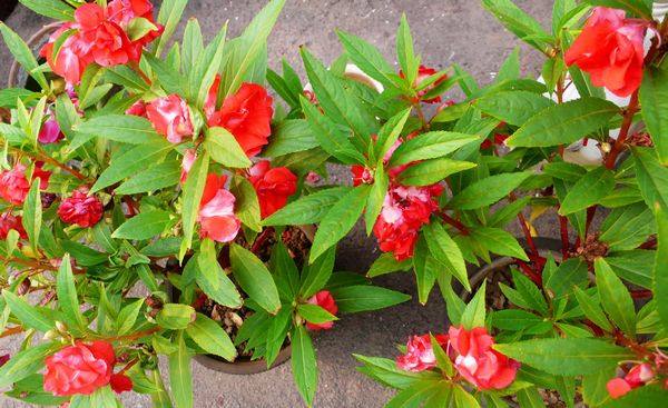 可以染发的植物果实,可以染发的植物图片和名字