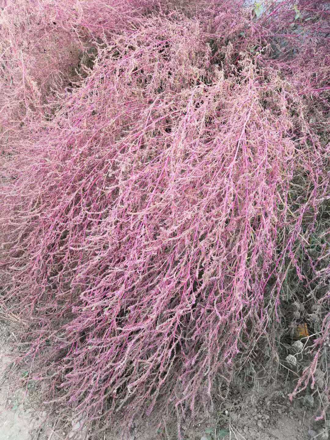 野竹可以入药吗,北方小竹子有什么用