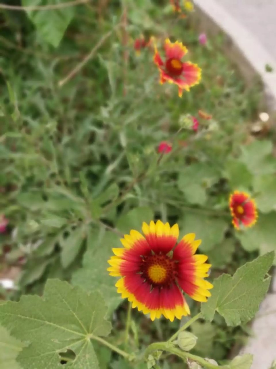 植物叶子长白色斑点怎么办,植物叶片上长满了白点是什么原因
