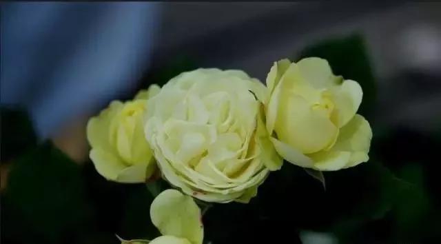 每天学习一点点——100种玫瑰品种科普