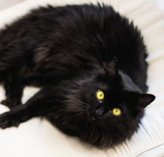 猫咪害怕时会有呼噜声吗,猫咪会因为害怕发出呼噜声吗