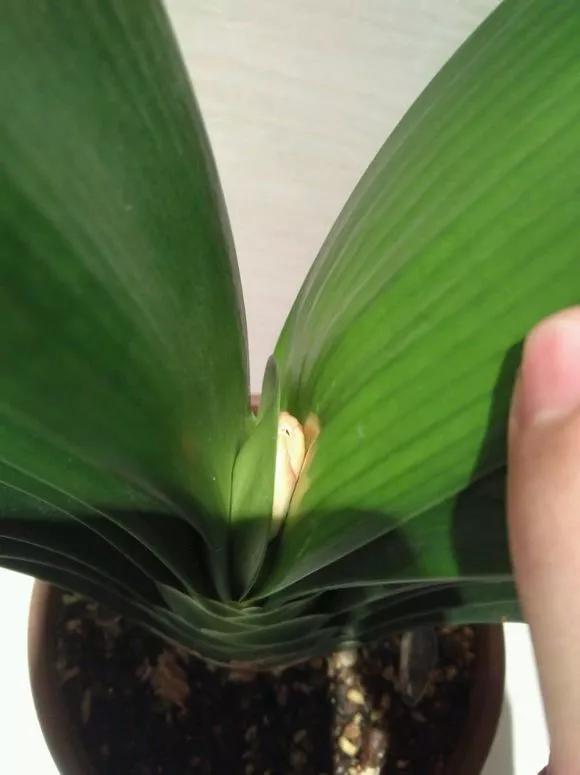 绿萝吊兰盆栽好养吗,绿萝吊兰水培