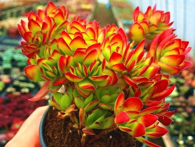 多肉小天狗和天狗之舞是两个完全不同的品种，但是都能养出红边