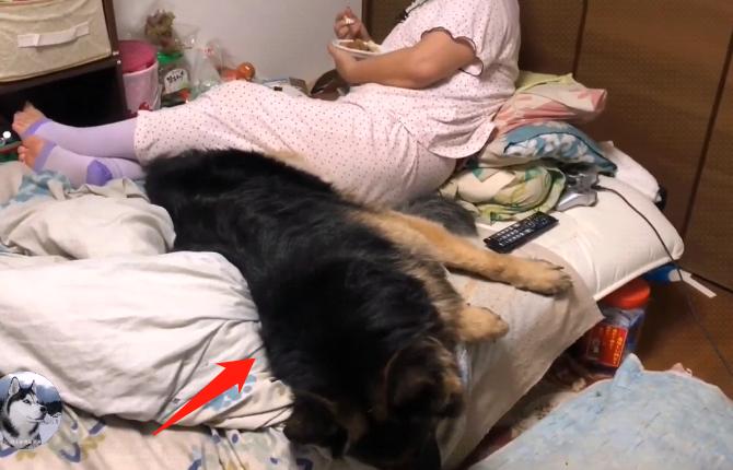 德牧躺在主人怀里睡觉,德牧躺着一动不动只喘气